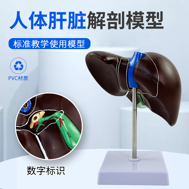 教学人体肝脏解剖模型肝门血管叶肝胆囊胆管构造医学内脏器官模型