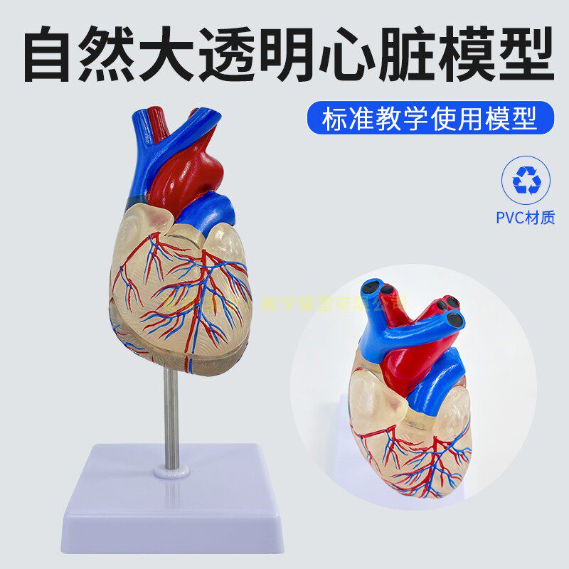 透明 成人1:1人体心脏模型 B超彩超声医学心内科心脏解剖教学模型