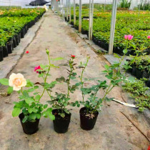 Buy one and get one free multi-flower climbing vine rose seedlings balcony green plants potted courtyard flowers large seedlings rattan roses