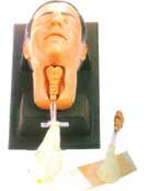 DF-HJM型 环甲膜穿刺和切开训练模型/穿刺训练模型