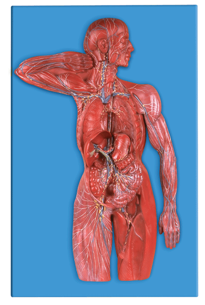淋巴系统模型/解剖模型A16011/脉管系统