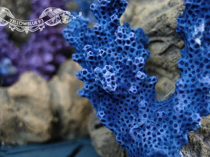 Amusement fort Saint Seiya Holy clothing Myth combination resin scene Sea fighter Sea boundary Coral accessories a set