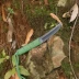 Saber dao thẳng có độ cứng cao đặc biệt chiến đấu công cụ sinh tồn hoang dã tự vệ bằng tay dao mở lưỡi dao nhỏ cầm tay - Công cụ Knift / công cụ đa mục đích