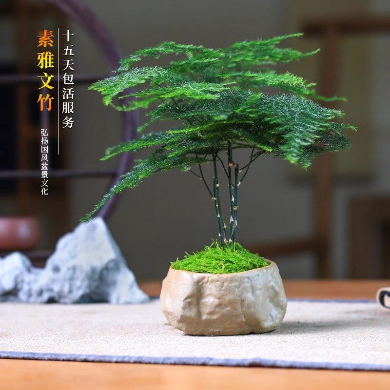 The Old Dad's Home Calamus Creative Literary Bamboo Small Potted Mini Indoor Tabletop Evergreen Bamboo Plant Tea Desk Green Plant-Taobao