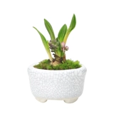 Настольный мини -горшечный палец в горшке, растительный палец, микро бонсай белый шип цветочной лампы орхидея корень, цветочный офис, зеленое растение