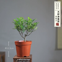 Чжун чашка прозрачного перца дерева