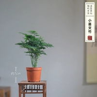 Благосостояние маленькая чашка Вэньчжу