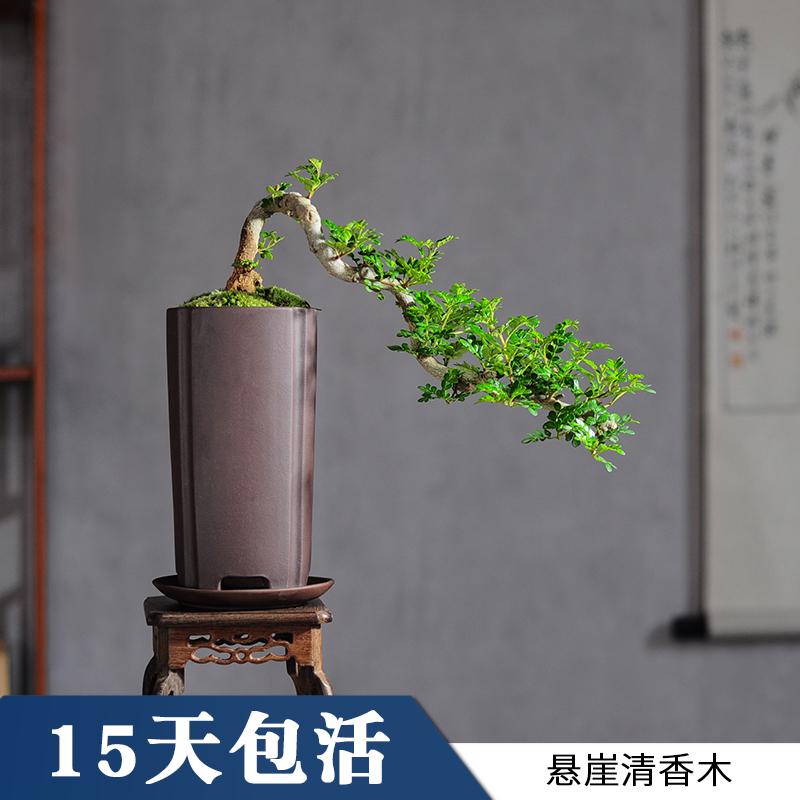 Clear Aroma Type Pepper Wood Type Cliff Old Pile Indoor Mosquito Repellent Lift The Four Seasons Evergreen Purify The Air Green Plant