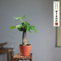 Bangzi Fortune Tree рекомендуется поднять