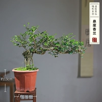 Клифф Сянглан рекомендовал хороший уход