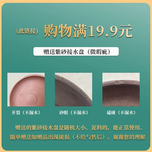 Xiaoye Chinan Rosewood June Snow Bonsai Tree Tree Tree