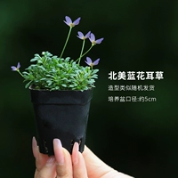 Североамериканский мятлик доставляется случайным образом