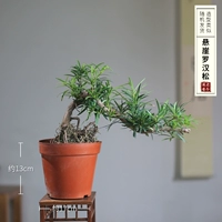 Purple Cliff Luo Han Song