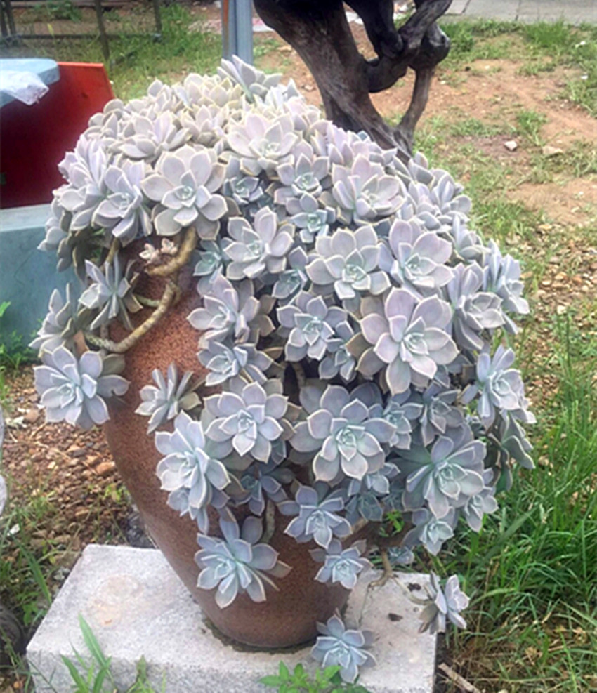 朧月寶石花懸崖樁葉插苗可食用葉片多肉植物