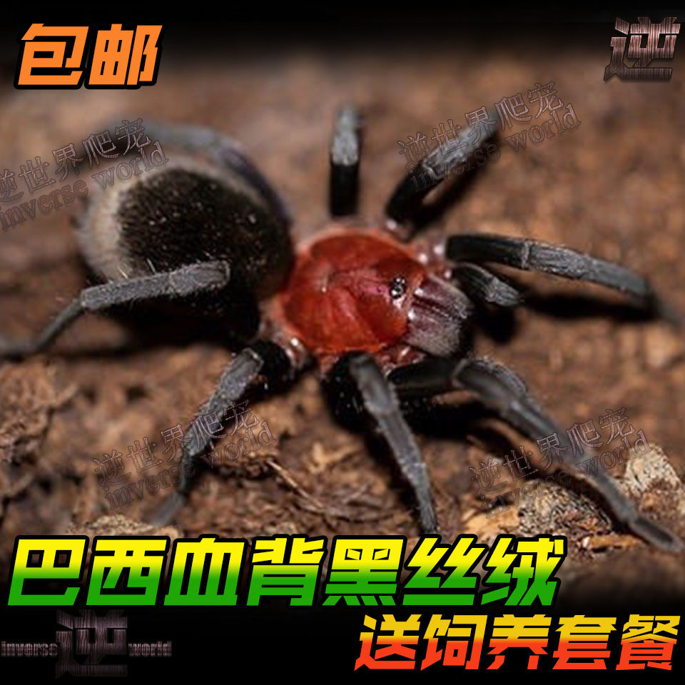 震惊!巴西血背黑丝绒蜘蛛竟然是新手养宠首选?温顺到爆的捕鸟蛛活体揭秘!💥-蜘蛛-淘宝好物网
