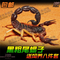 Black thick-tailed scorpion 2-8L pet scorpion living classic desert pet scorpion novice pack