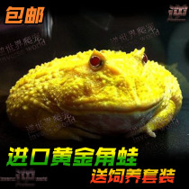 Horned frog living pet frog green horn frog tadpole golden horned frog live butterfly clock African bullfrog