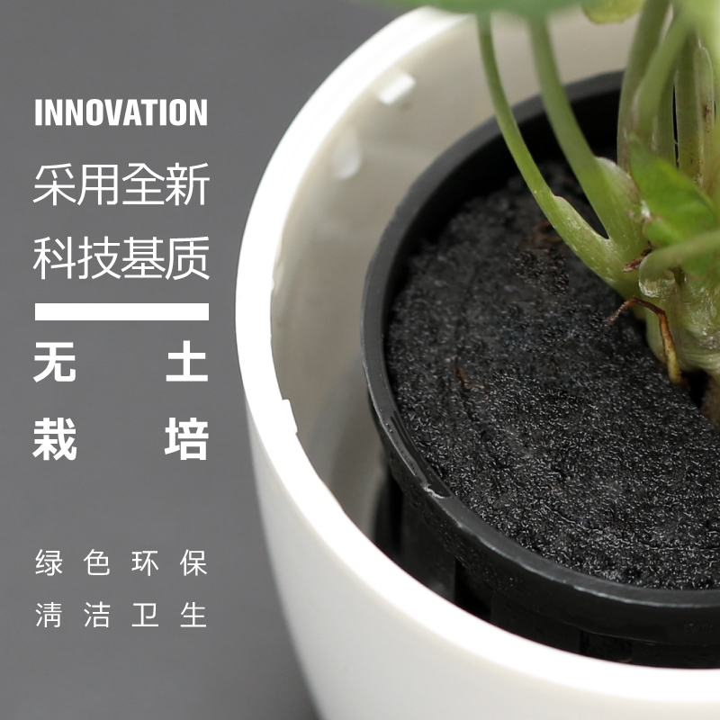 懒人水养无土植物桌面植物绿植水培办公室内小盆栽花卉