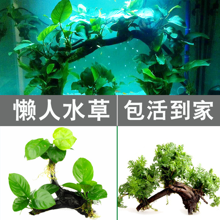 New Hands Fish Tank Built Scenery Water Grass Plant Water Banyan Water Grass Slug Wood Sloppy Water Grass Fish Tank Building Decoration Package