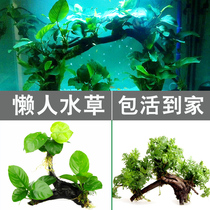 New Hands Fish Tank Built Scenery Water Grass Plant Water Banyan Water Grass Slug Wood Sloppy Water Grass Fish Tank Building Decoration Package