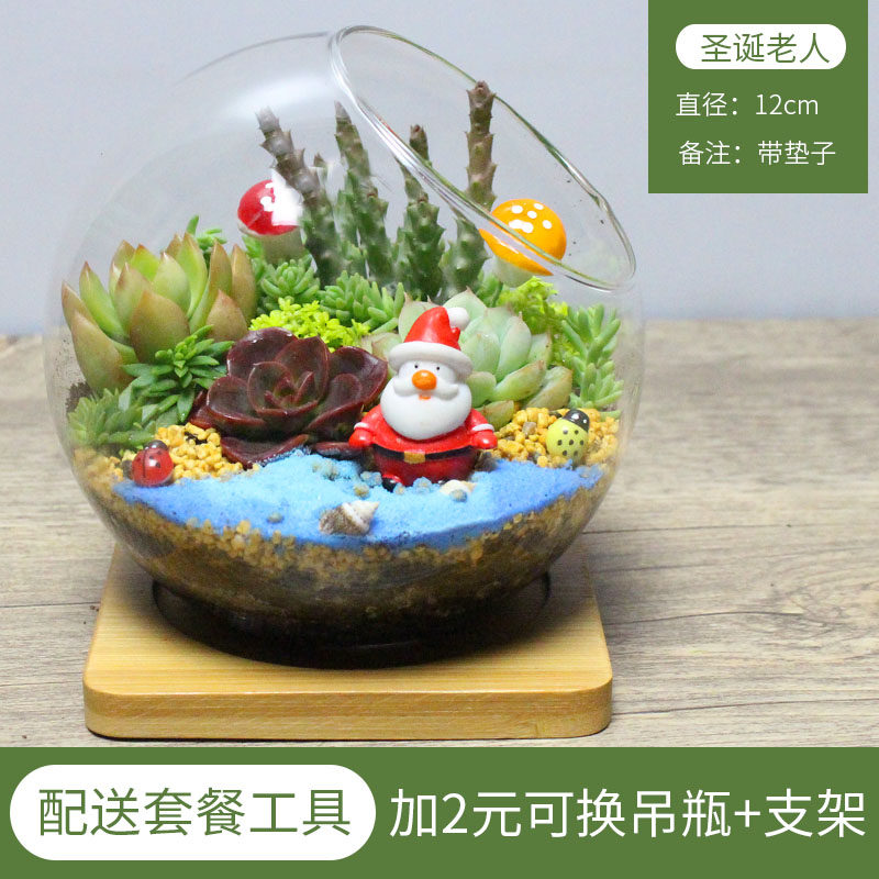 如何在家制作充满创意的多肉植物微景观？——儿童手工、办公桌解压神器2026年潮流