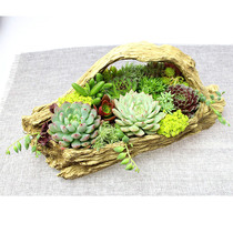  Succulents Succulents Combination Succulents Pot Succulents Succulents Succulents Succulents Succulents