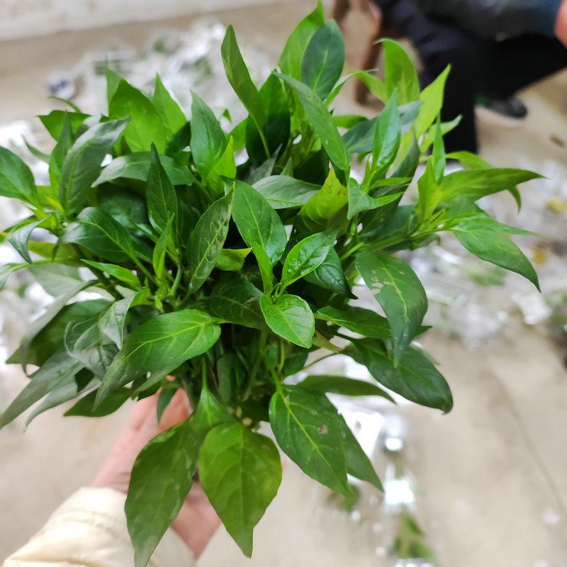 正宗湖南樟树港辣椒苗有什么特别之处？-蔬菜种子-淘宝百科网