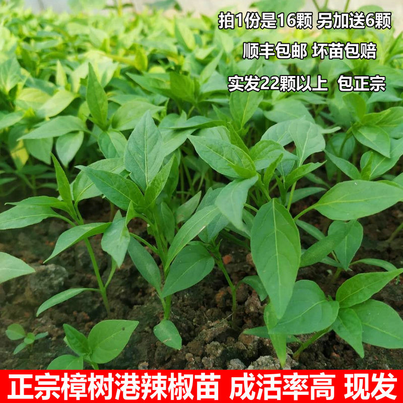 16 plus sent 6 Zhangshu port chilli Miao Zheng Zang Changzang chilli Miao Hunan Xiangyin Special production Peppers