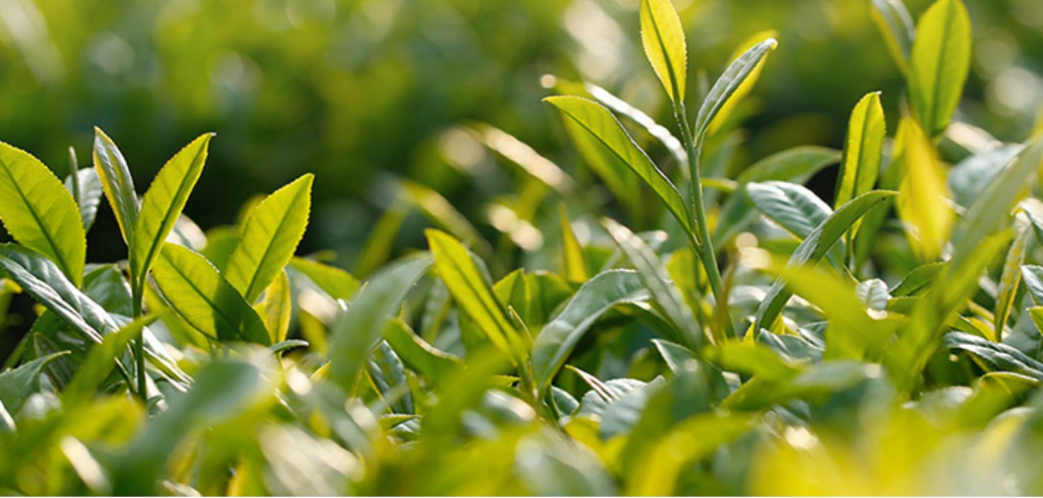 【买1送1】中广德盛茉莉花茶