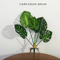 5 лист черепахи