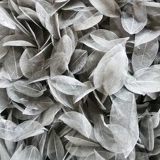 Золотая листья вена Листь