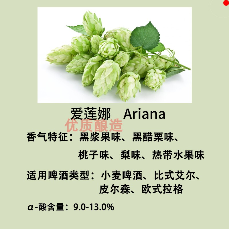 Ariana Elena Beer Particles Stena Brand Germany Imported Fruit Taste Family Brewery Raw Materials