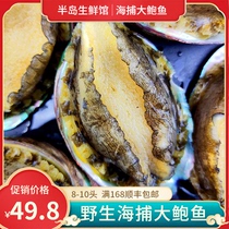Abalone fresh frozen large gold abalone fresh and fresh frozen 8 heads 10 head sea catching and freezing
