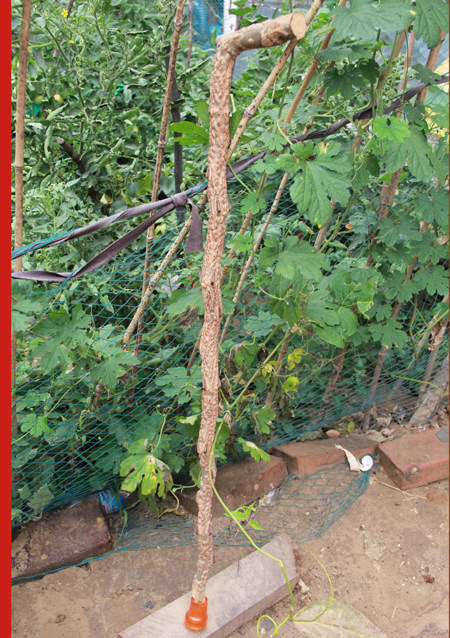 Wild prickly ash wood cane for the elderly walking stick natural bending health dredge meridians walking stick