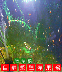 Apple snail red apple snail ornamental algae removal snail 0 5 to 1CM 17 ornamental snail tool snail live