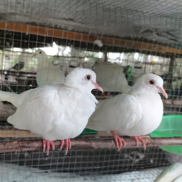 Magic pigeon living small pigeon live body ornamental pigeon performance pigeon square pigeon magician