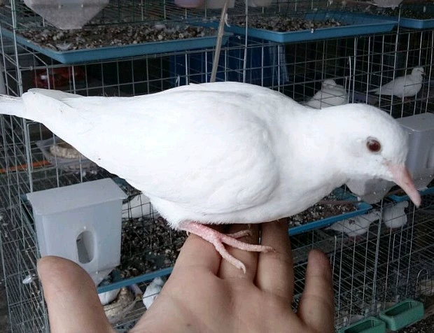 Magic pigeon living small pigeon live body ornamental pigeon performance pigeon square pigeon magician
