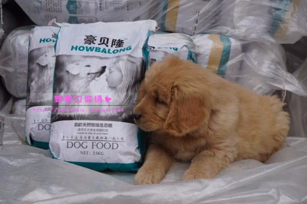 Haobeilong thức ăn cho chó cưng thức ăn cho chó thức ăn cho chó thức ăn chính thành chó con chó nhỏ vừa Jinmao Teddy