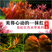 Fish tank red water grass rear view grass red chamomile red palace Tintonian large red plum aquarium built to decorate real water grass