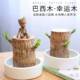 Brazilian Wood Groot Water Raising Lucky Wood Hydroponic Flowers Indoor Balcony Summer Mosquito Repellent Green Plant Potted Lucky Wood