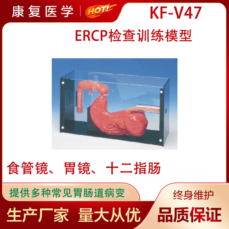 胃镜与ERCP训练模型洗胃检查标本人体胃部造影术操作练习教学模具