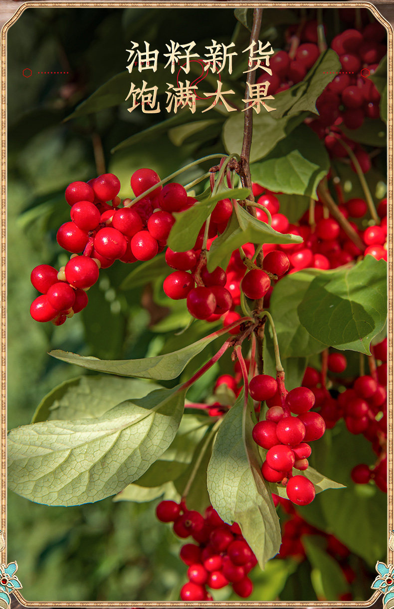 Schisandra_05.jpg