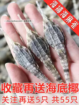 Sea catching Sea Sparrow dry goods flying sea moth Haiyan 1 1 yuan a total of 50 sore throat soup wine