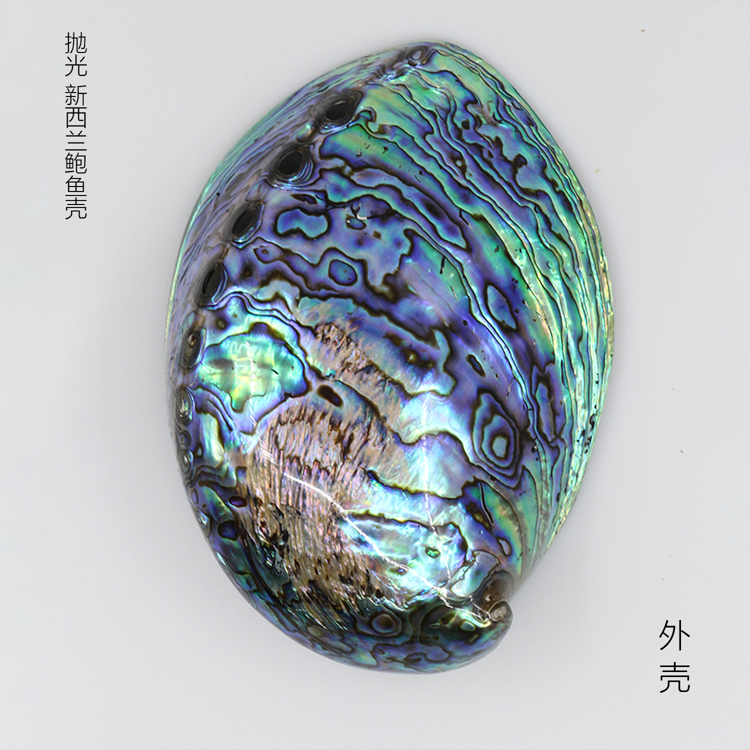 New Zealand polished abalone shell shell natural decorative ornament jewelry storage soap sage potted fish tank