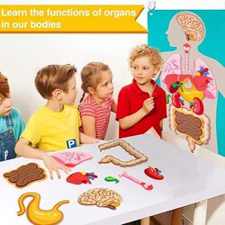 Cross-Border English Children's Human Body Structure and Organ Recognition Felt Puzzle Kindergarten Science Area Educational Toy Teaching Aids