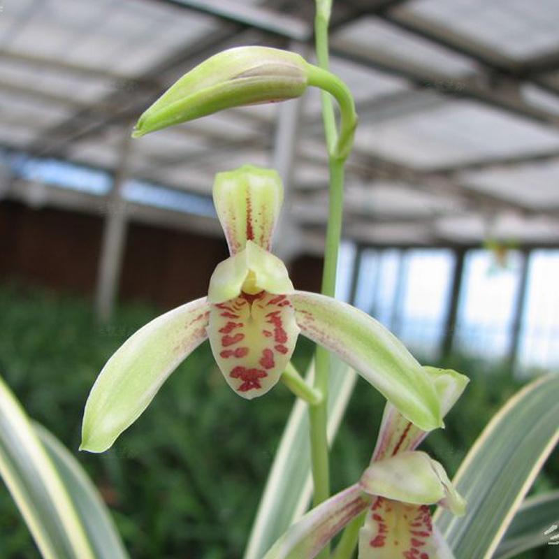 原生老種 峨眉弦四季蘭名品建蘭金獎蘭花植物盆栽花卉 原生老種 峨眉弦四季蘭名品建蘭金獎蘭花植物盆栽花卉