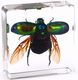 Small animals, real insects, resin, real insects, scarabs, scorpions, spiders, cicada beetle specimens, marine prize gift box