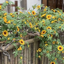 Simulation sunflower flower climbing vine wall decoration fake flower chrysanthemum vine silk flower plant wedding flower art wall flower vine