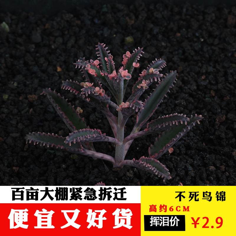 Succulents (Undead bird brocade) ground-rooting narrow-Leaf Brocade, formaldehyde-radiation-proof, multi-meat potted plants