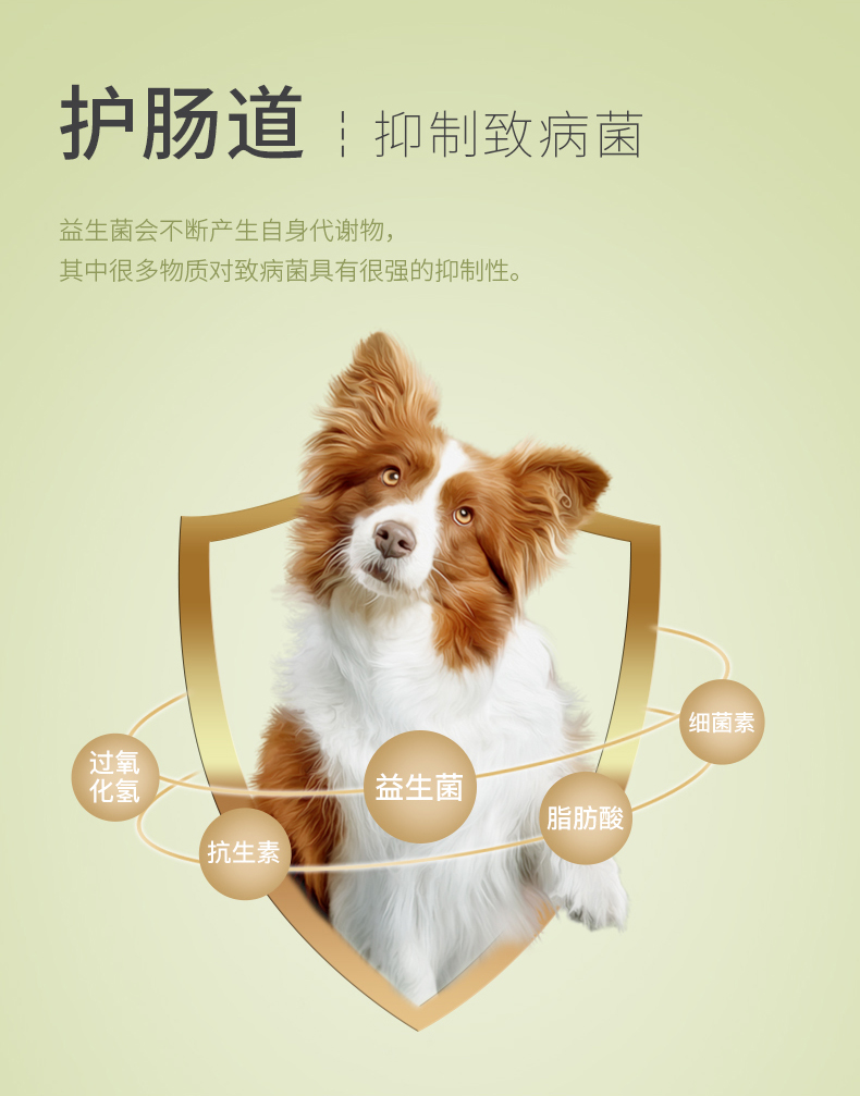 Chó vượn yêu quý Khang Khang nguồn 24 con gấu bông lông vàng nuôi thú cưng giúp tiêu hóa cho mèo gầy - Cat / Dog Health bổ sung sữa cho mèo mẹ mới đẻ
